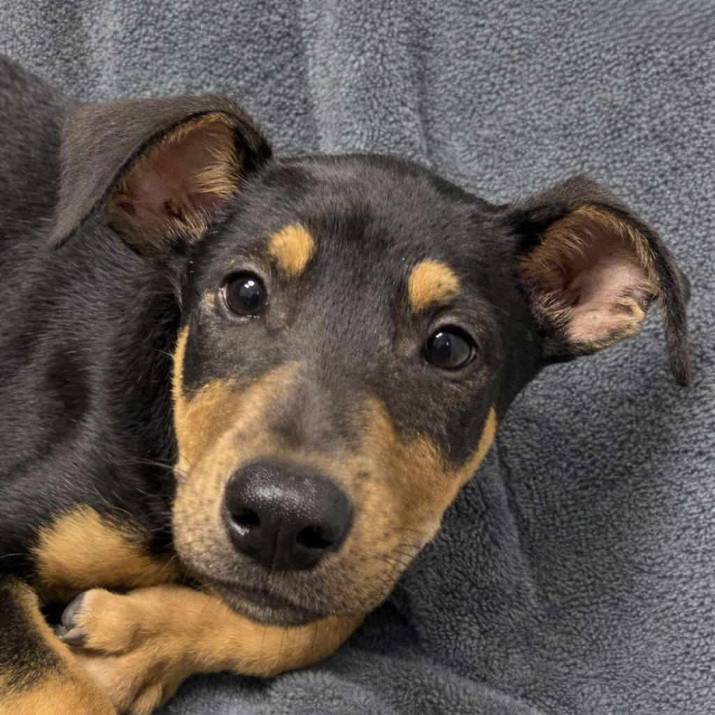 Roast, Adoptable, Puppy Male Shepherd & Mixed Breed.