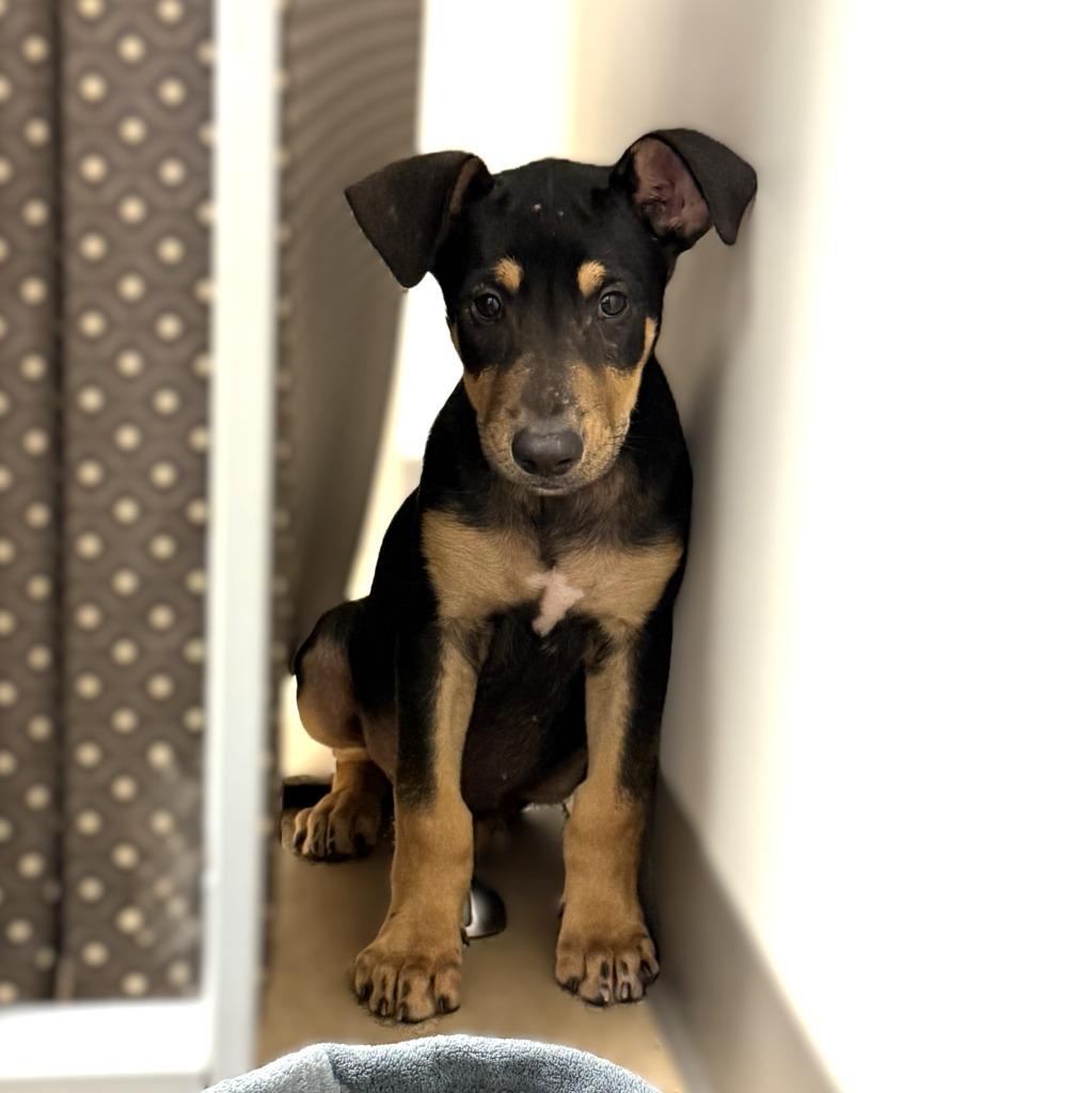 Roast, a Adoptable mixed breed in Brenham, TX image 3/6