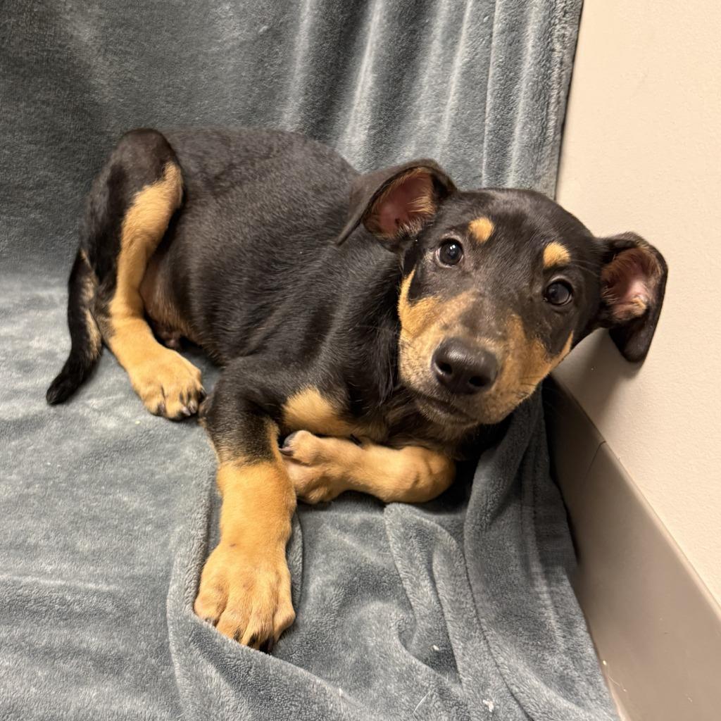 Roast, a Adoptable mixed breed in Brenham, TX image 4/6