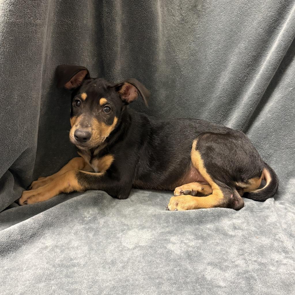 Roast, a Adoptable mixed breed in Brenham, TX image 5/6