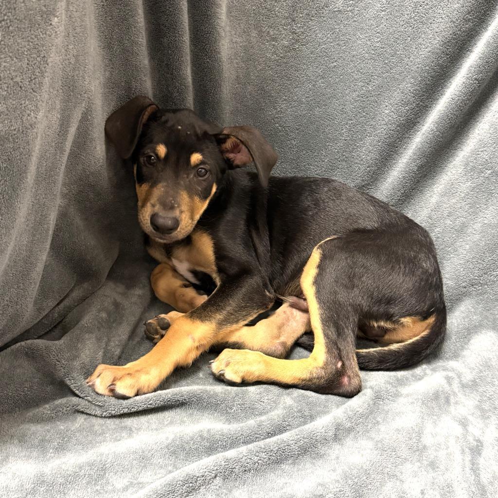 Roast, a Adoptable mixed breed in Brenham, TX image 6/6