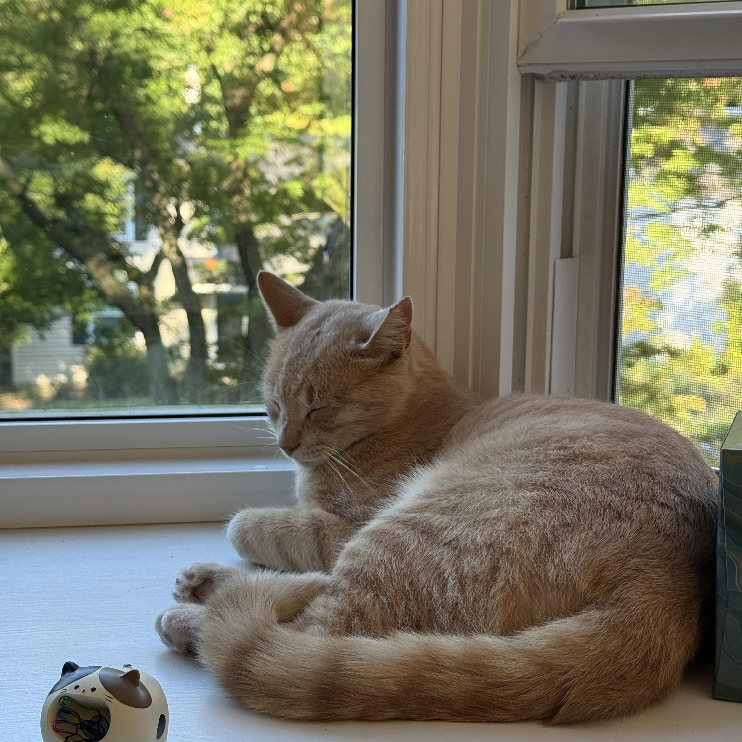Enlarge Garfield, a Adoptable Domestic Short Hair in Haddon Heights, NJ image 3/6