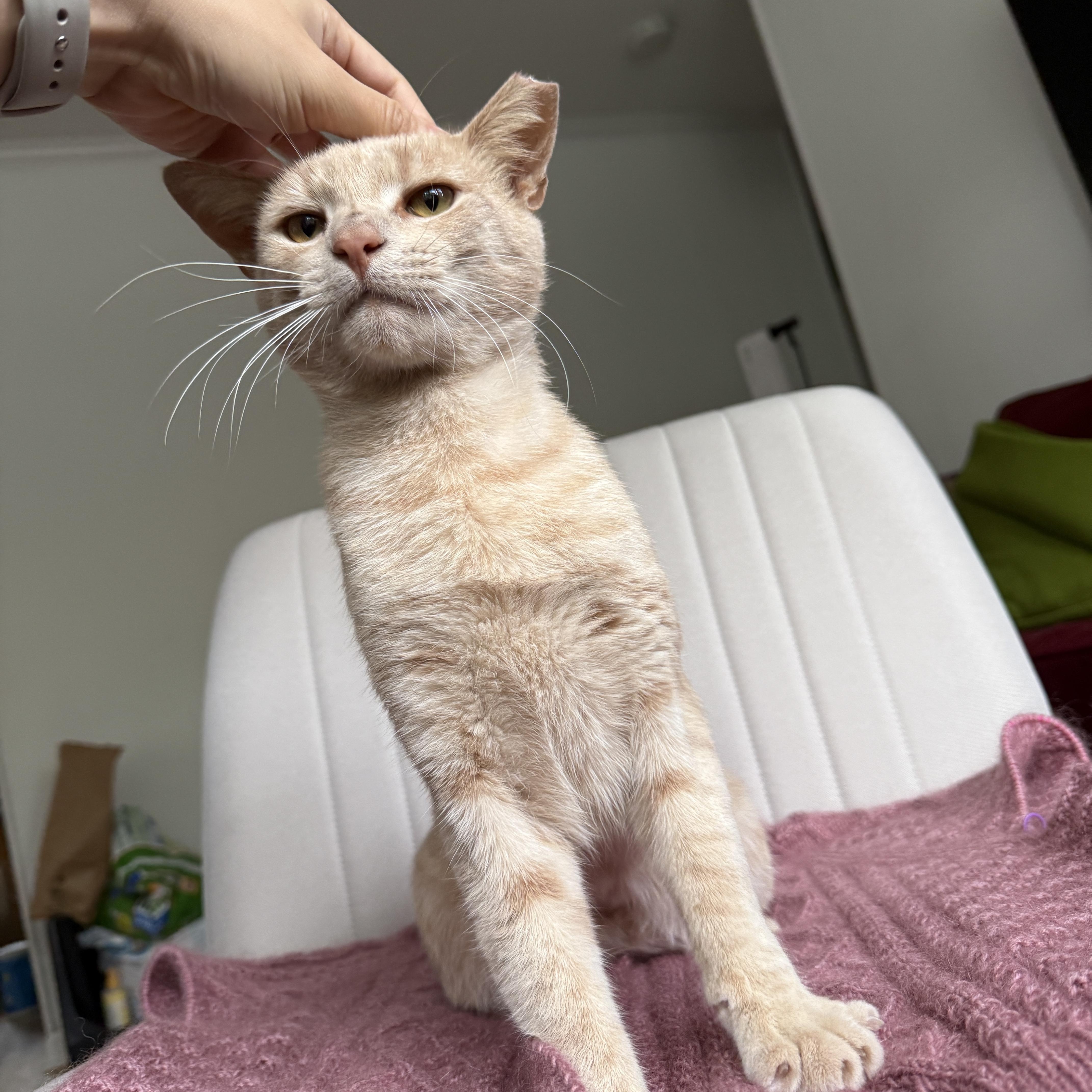 Garfield, Adoptable, Adult Male Domestic Short Hair.