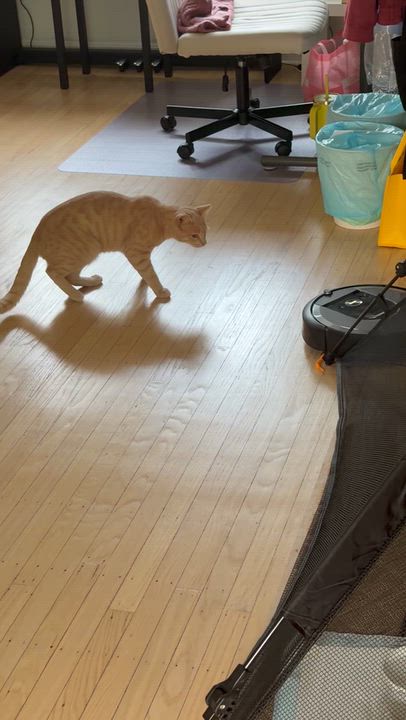 Enlarge Garfield, a Adoptable Domestic Short Hair in Haddon Heights, NJ video 4/6