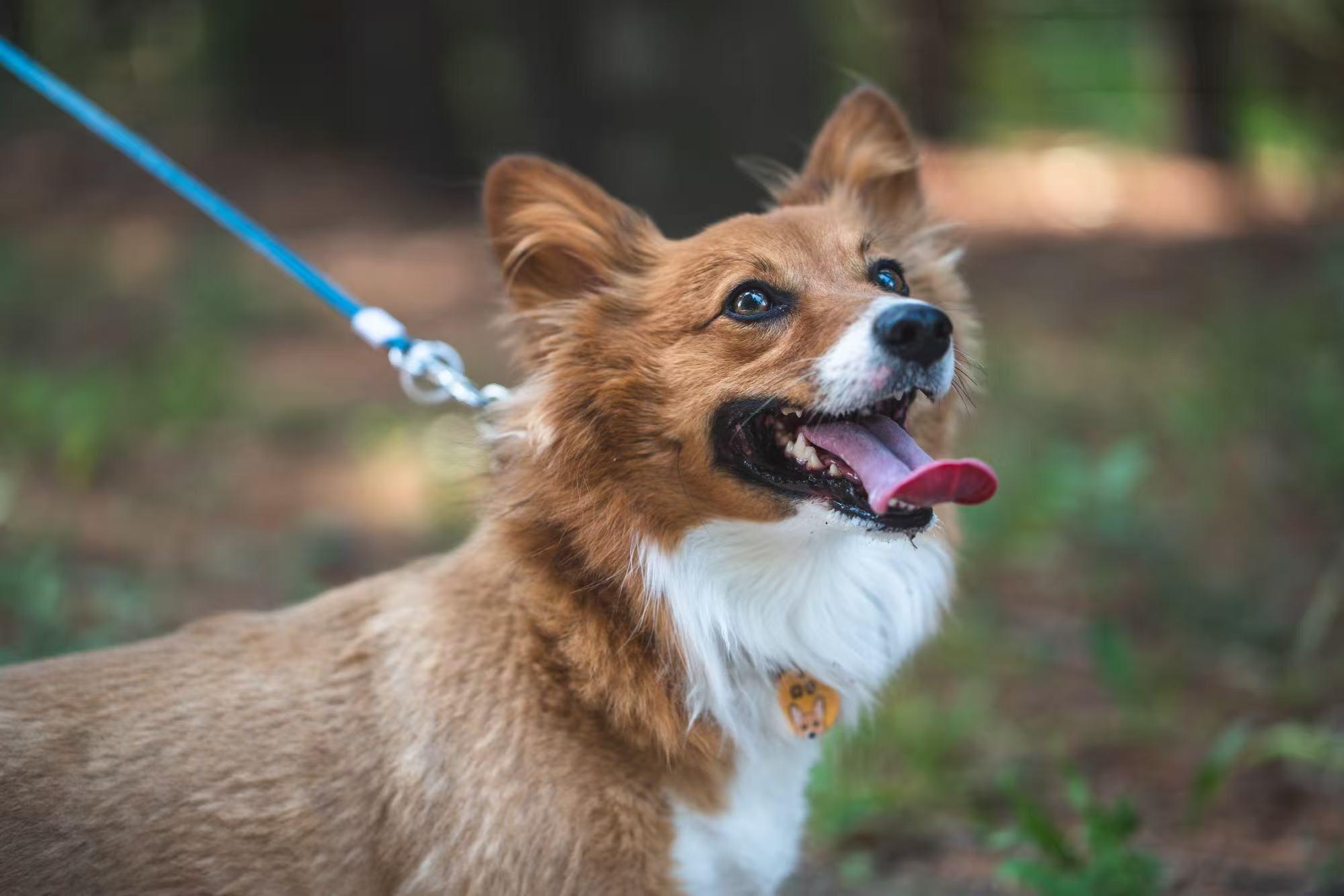 Enlarge Bowbow, an adopted Cardigan Welsh Corgi in Markham, ON image 3/5