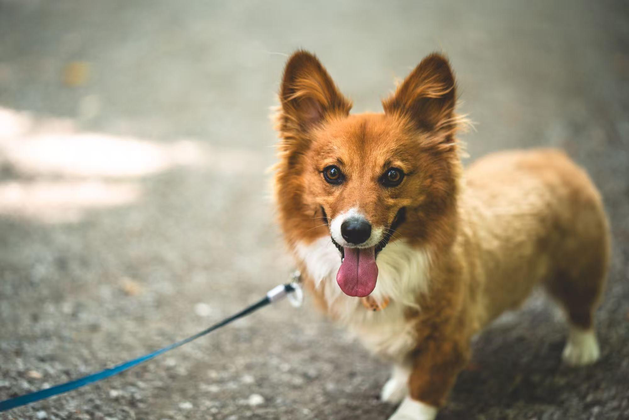Enlarge Bowbow, an adopted Cardigan Welsh Corgi in Markham, ON image 2/5