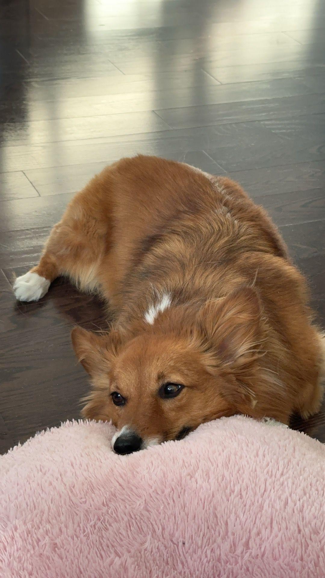 Enlarge Bowbow, an adopted Cardigan Welsh Corgi in Markham, ON image 4/5