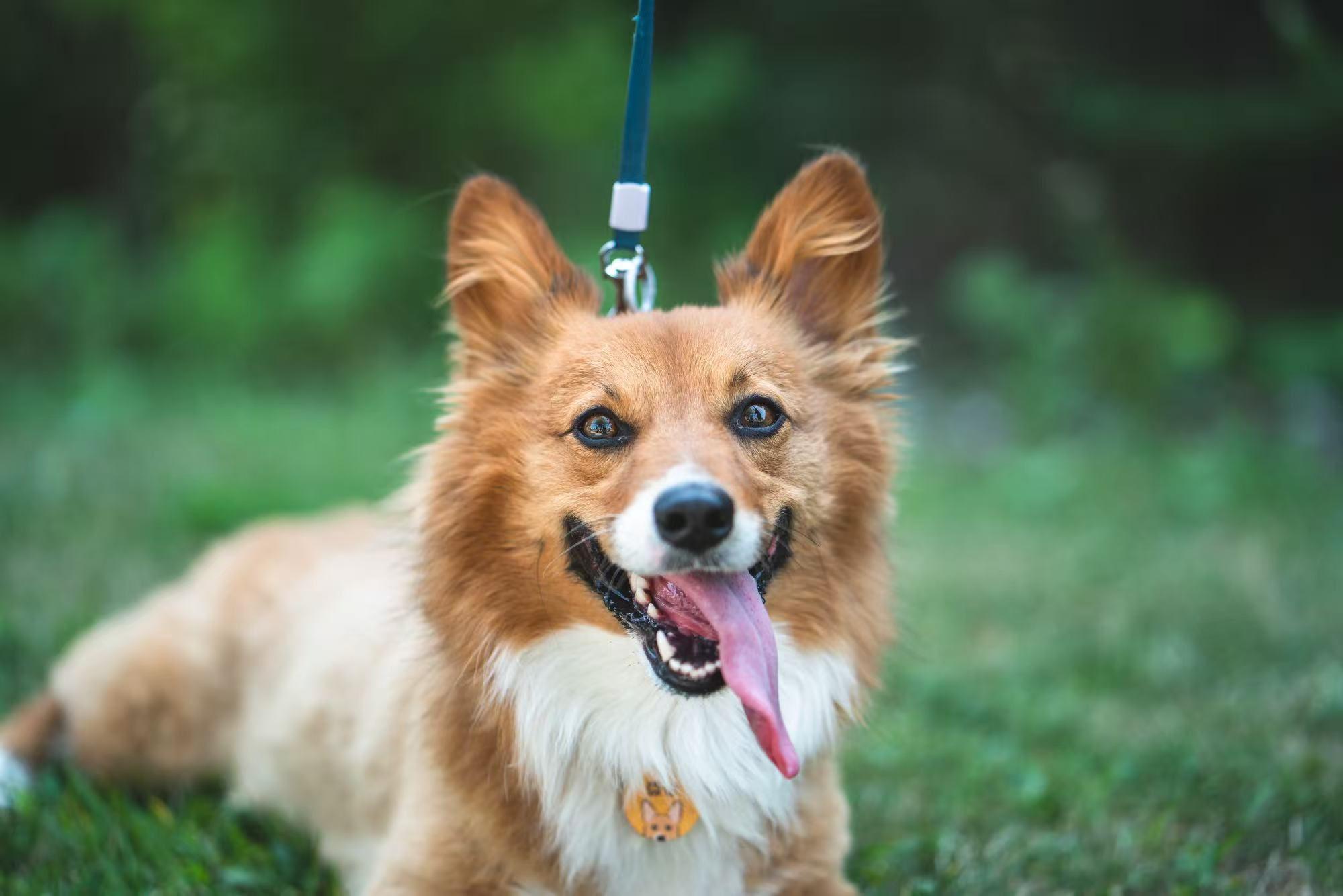 Enlarge Bowbow, an adopted Cardigan Welsh Corgi in Markham, ON image 1/5