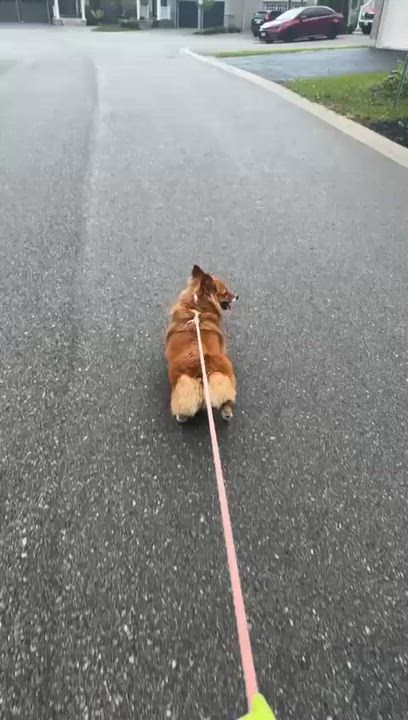 Enlarge Bowbow, an adopted Cardigan Welsh Corgi in Markham, ON video 5/5