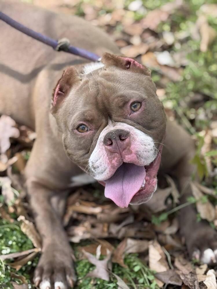 Enlarge Leprechonk, a Adoptable mixed breed in Royston, GA image 1/1