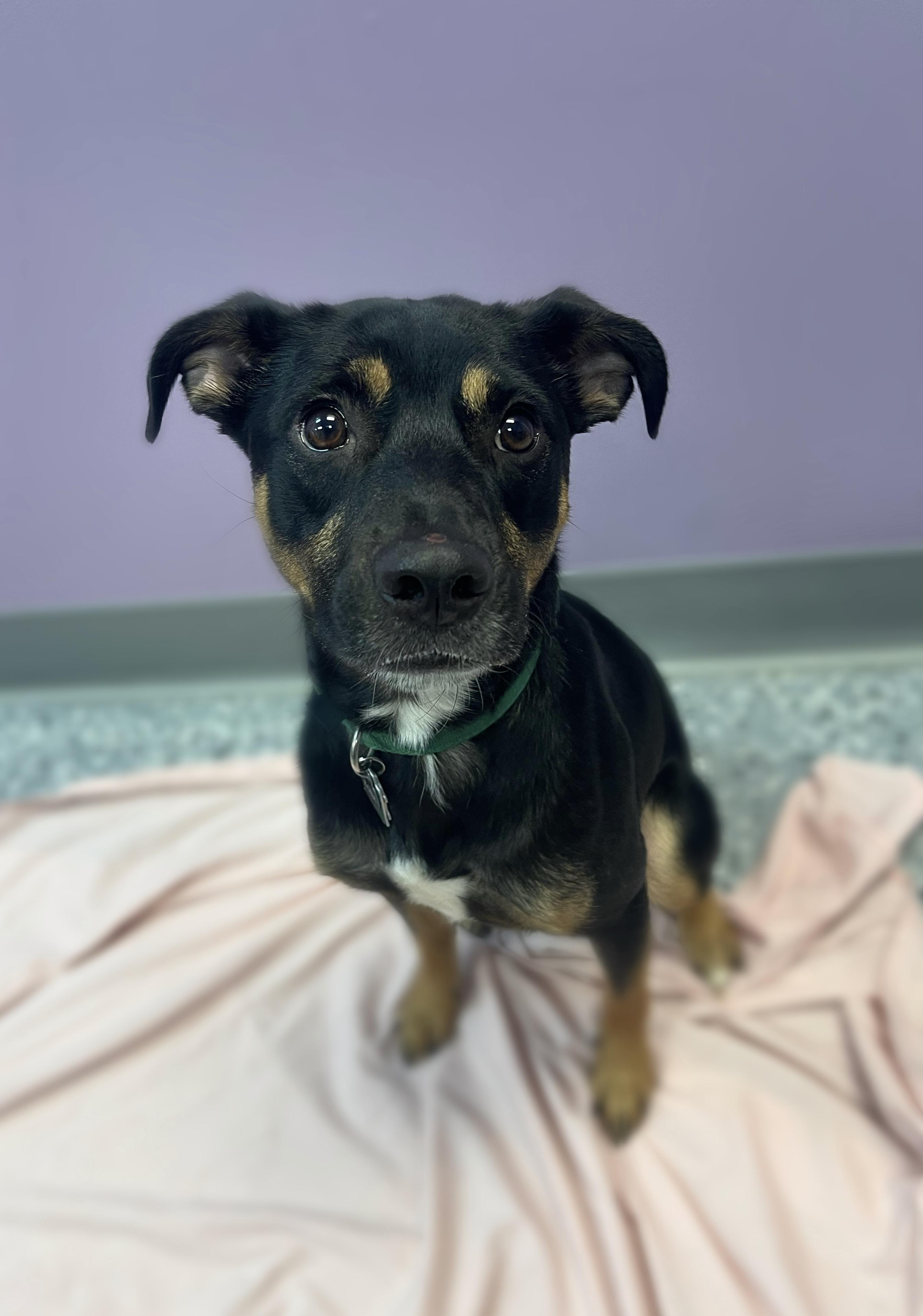 Micah in NH! Come Meet our Adoptable Dogs Wednesday-Saturday. More info in Bio!