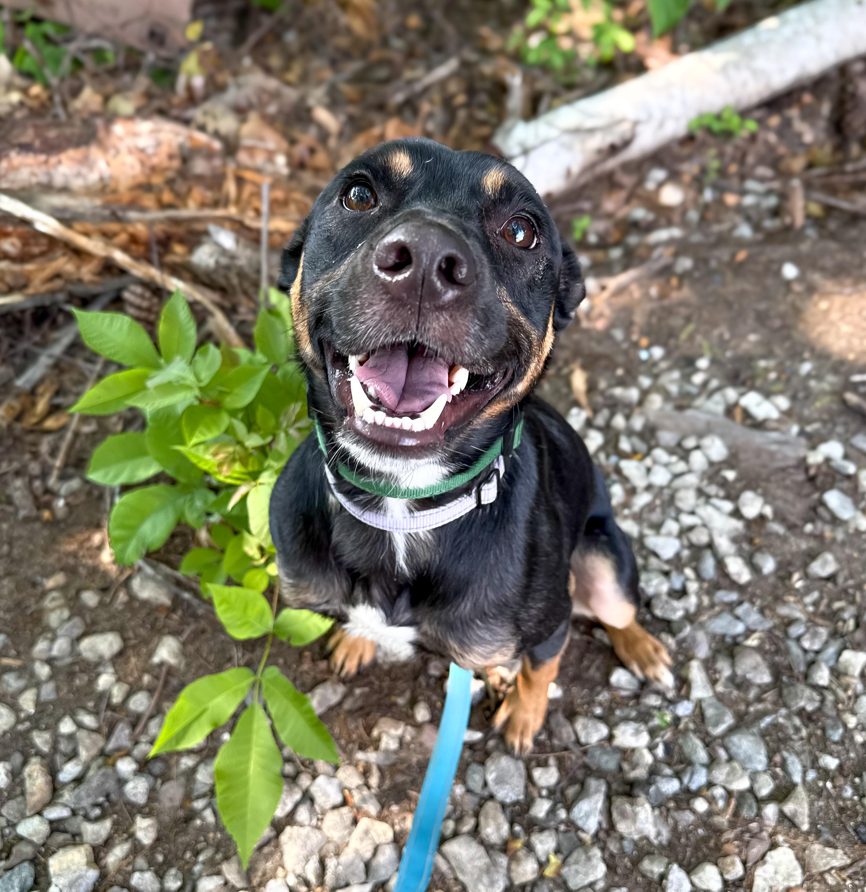 Micah in NH! Come Meet our Adoptable Dogs Wednesday-Saturday. More info in Bio!