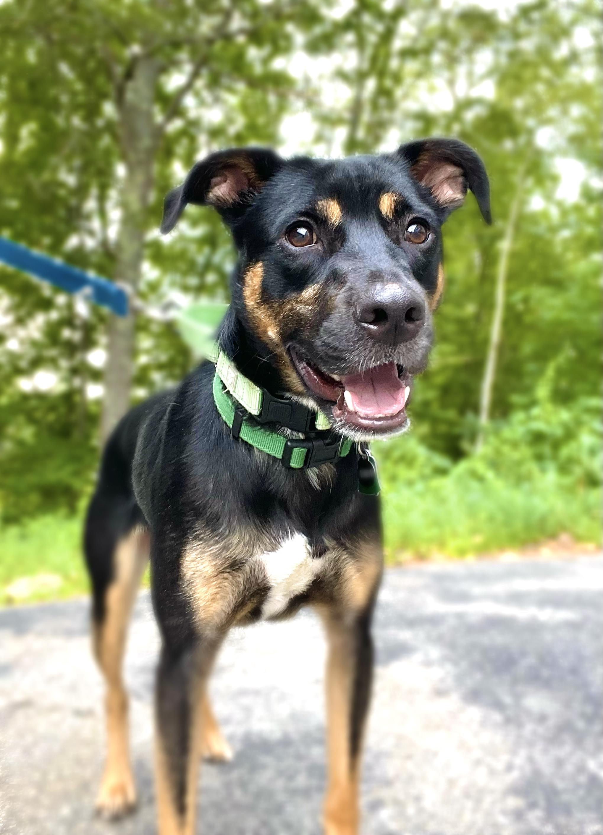Micah in NH! Come Meet our Adoptable Dogs Wednesday-Saturday. More info in Bio!