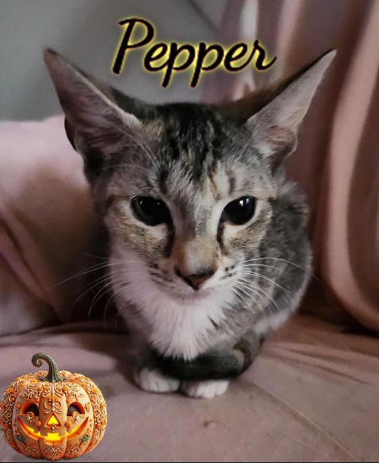 Enlarge Pepper, a Adopted Domestic Short Hair in Corinth, NY image 1/1