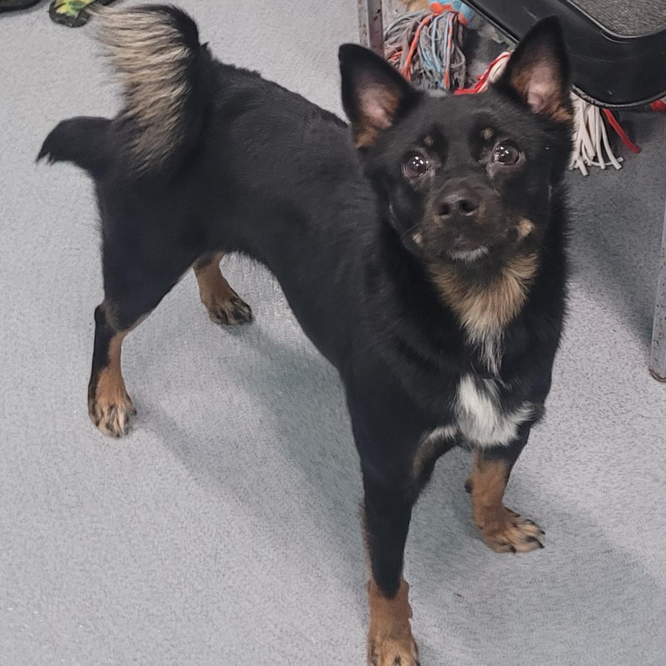 Coconut! Playful Little Girl!, Adoptable, Young Female Shiba Inu & Chihuahua.