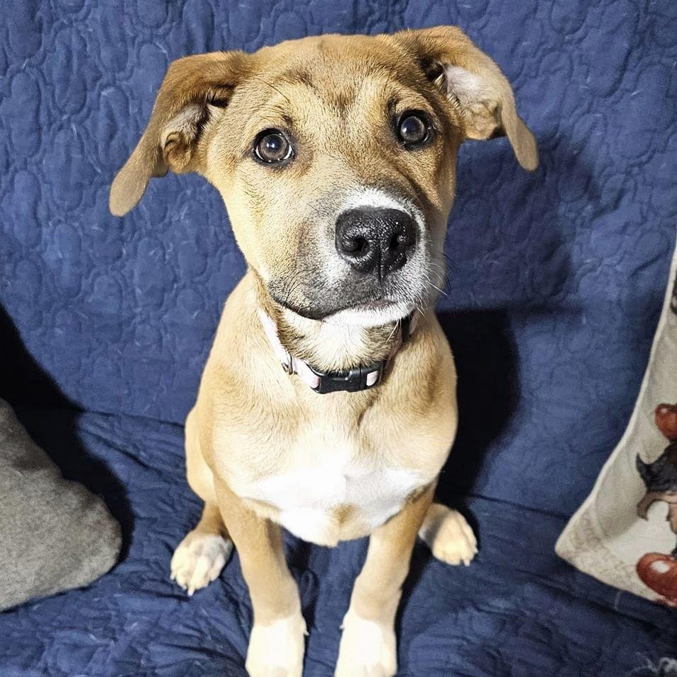 Taylor, a Adopted mixed breed in Plainfield, NH image 1/3