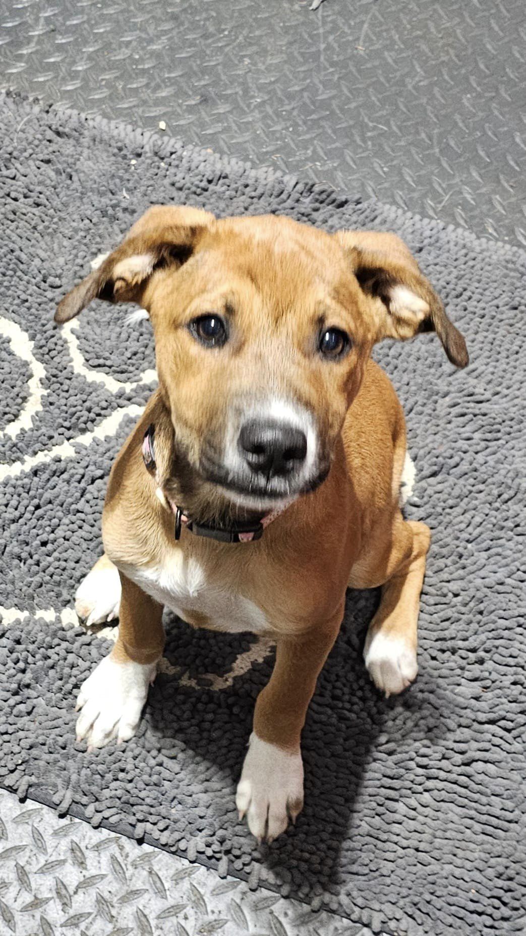 Taylor, a Adopted mixed breed in Plainfield, NH image 2/3