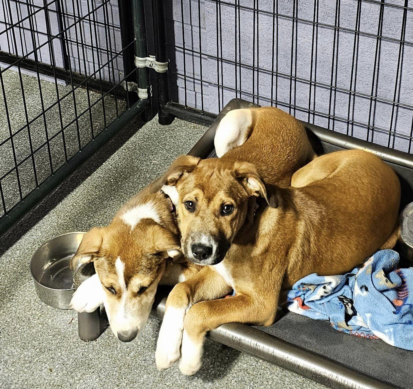 Taylor, a Adopted mixed breed in Plainfield, NH image 3/3