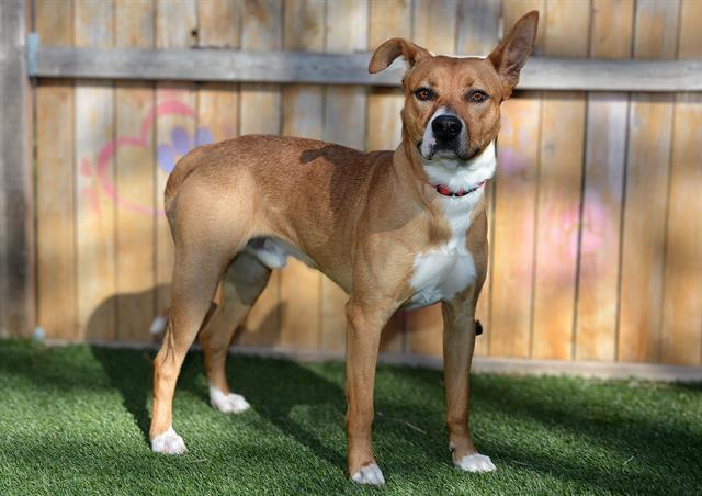 ALFREDO, Adoptable, Young Male American Staffordshire Terrier & Mixed Breed.