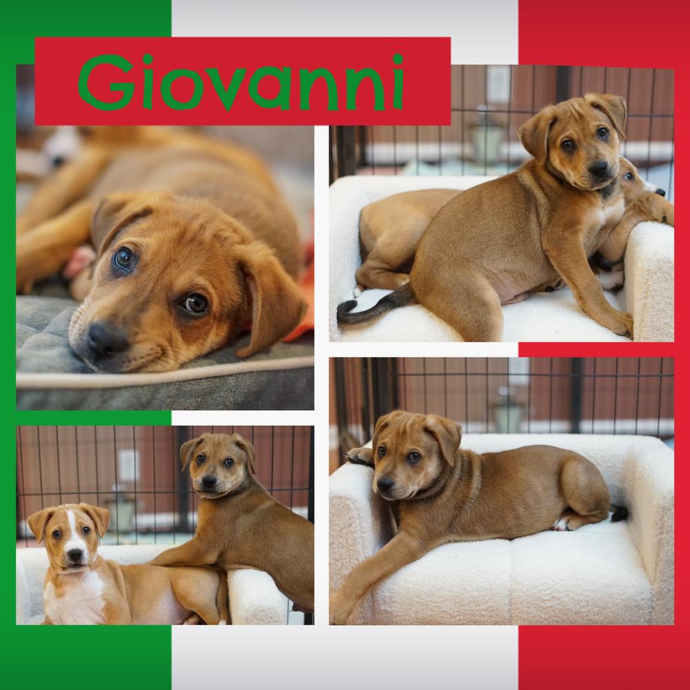 Giovanni, Adoptable, Puppy Male Shar-Pei.
