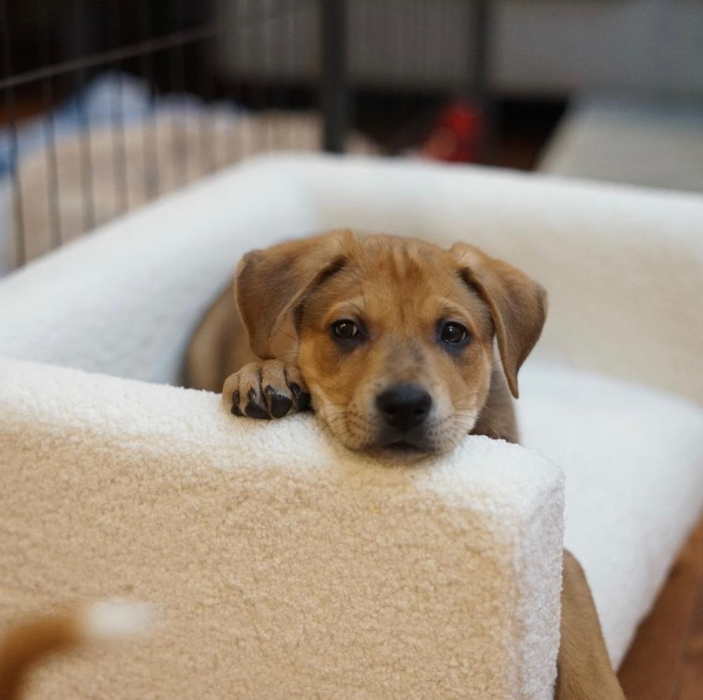 Enlarge Giovanni, a Adoptable Shar-Pei in Amherst, NY image 2/6