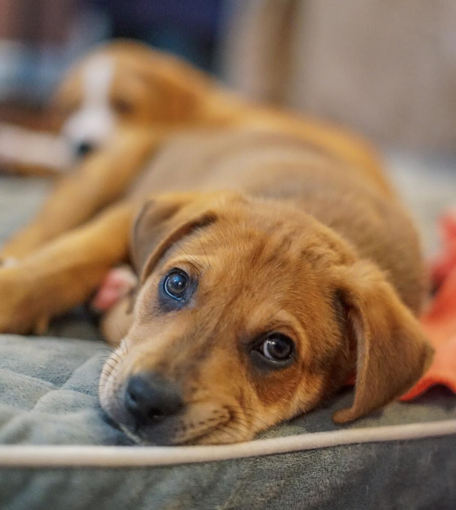 Enlarge Giovanni, a Adoptable Shar-Pei in Amherst, NY image 3/6
