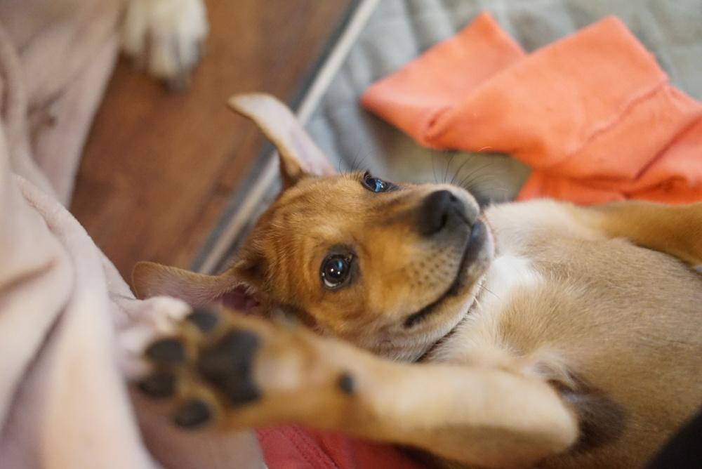 Enlarge Giovanni, a Adoptable Shar-Pei in Amherst, NY image 4/6