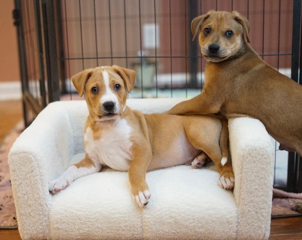 Enlarge Giovanni, a Adoptable Shar-Pei in Amherst, NY image 5/6