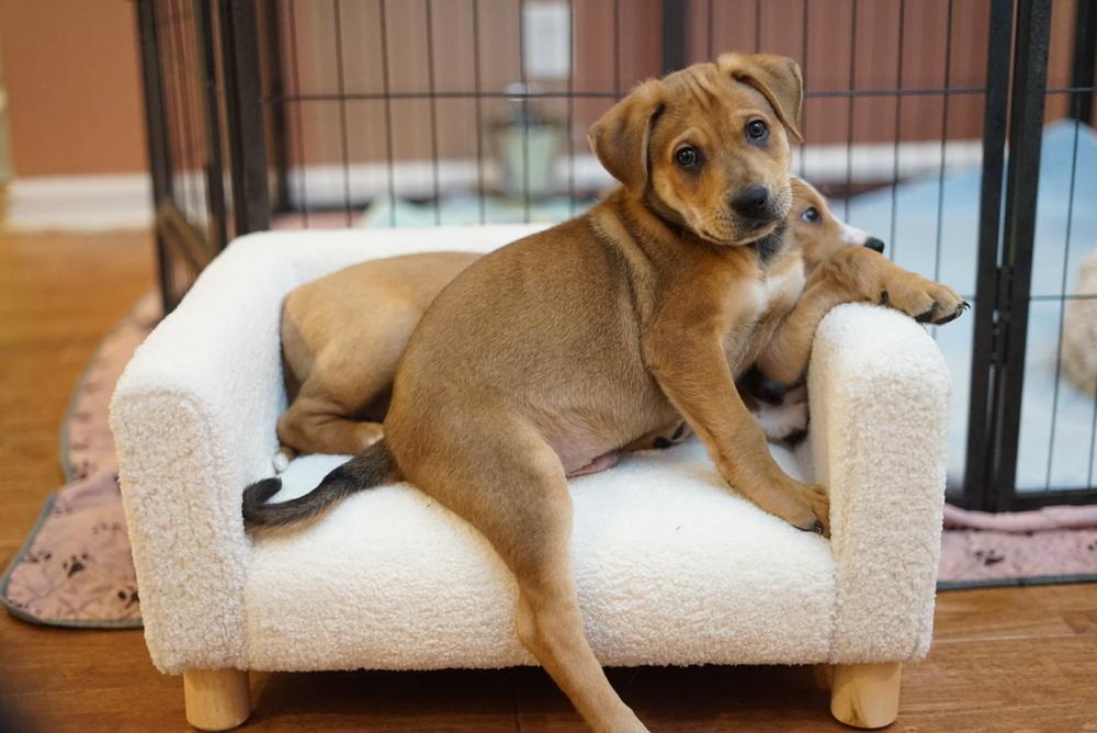 Enlarge Giovanni, a Adoptable Shar-Pei in Amherst, NY image 6/6