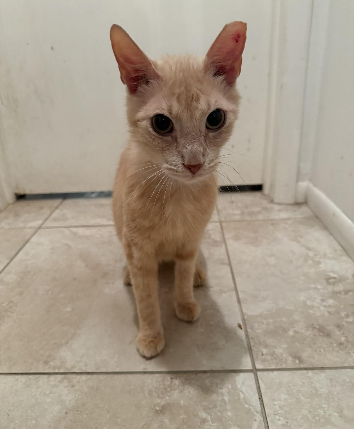 Ollie, Adoptable, Senior Male Domestic Short Hair.