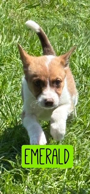 EMERALD, a Adoptable mixed breed in Dallas, TX image 2/3