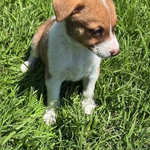 EMERALD, a Adoptable mixed breed in Dallas, TX image 3/3