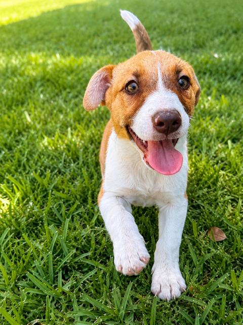 EMERALD, a Adoptable mixed breed in Dallas, TX image 1/3