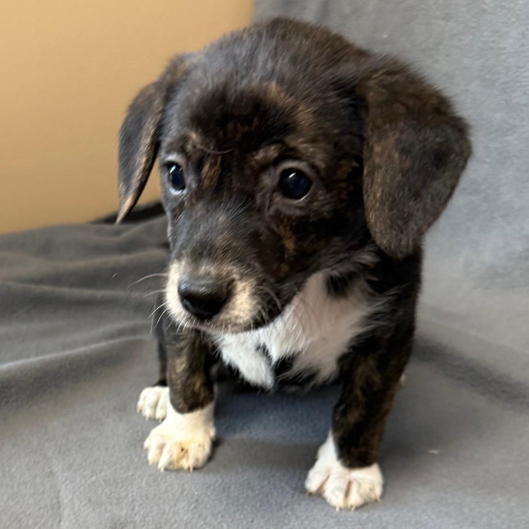 Enlarge D26-010, a Adoptable mixed breed in Elbow Lake, MN image 1/1