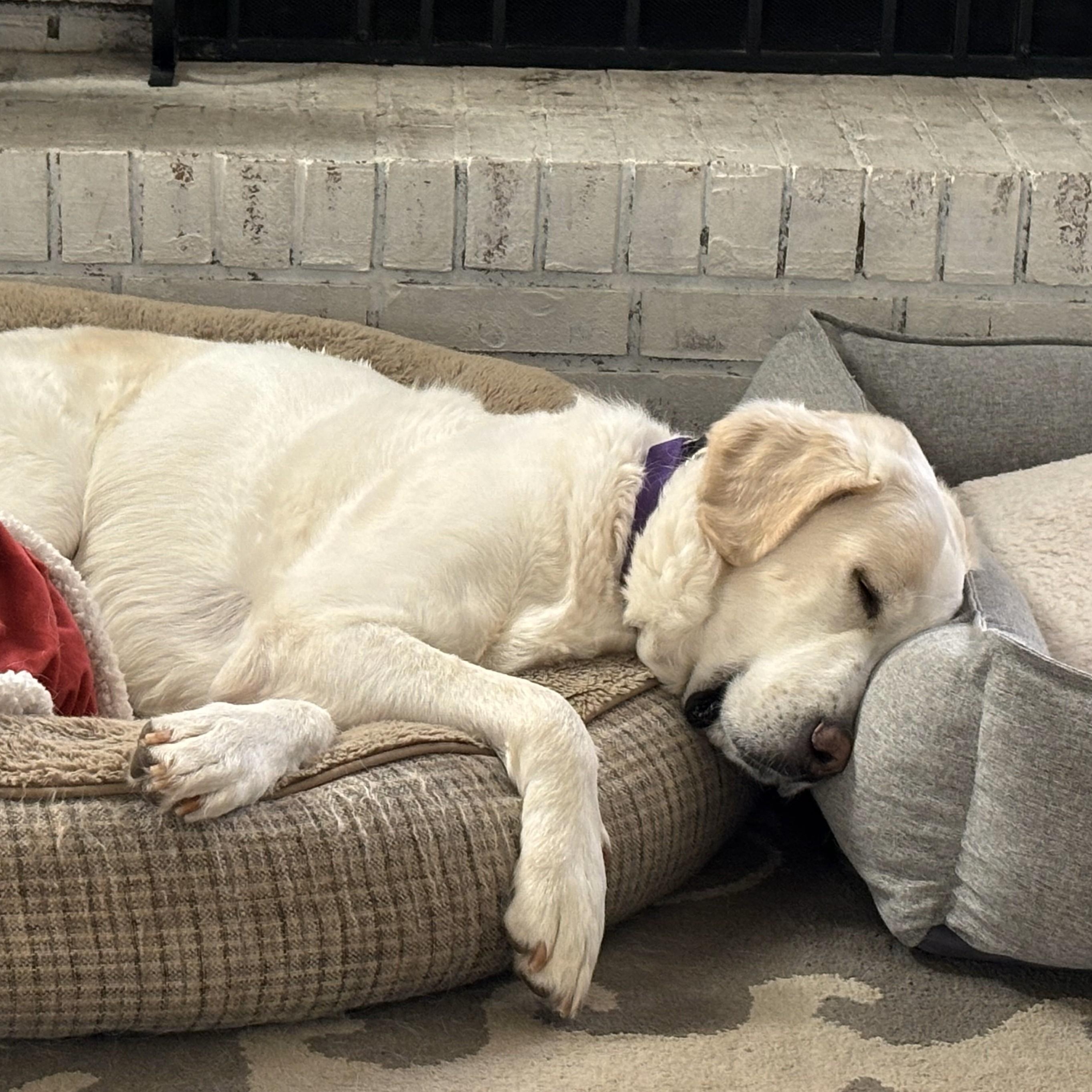 Luna T, a Adoptable mixed breed in Atlanta, GA image 2/6