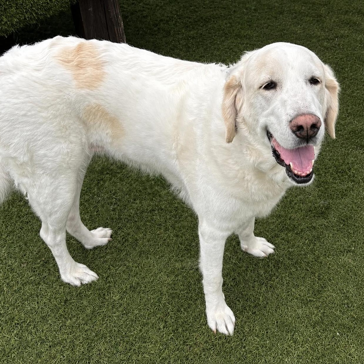 Luna T, Adoptable, Adult Female Great Pyrenees & Basset Hound.