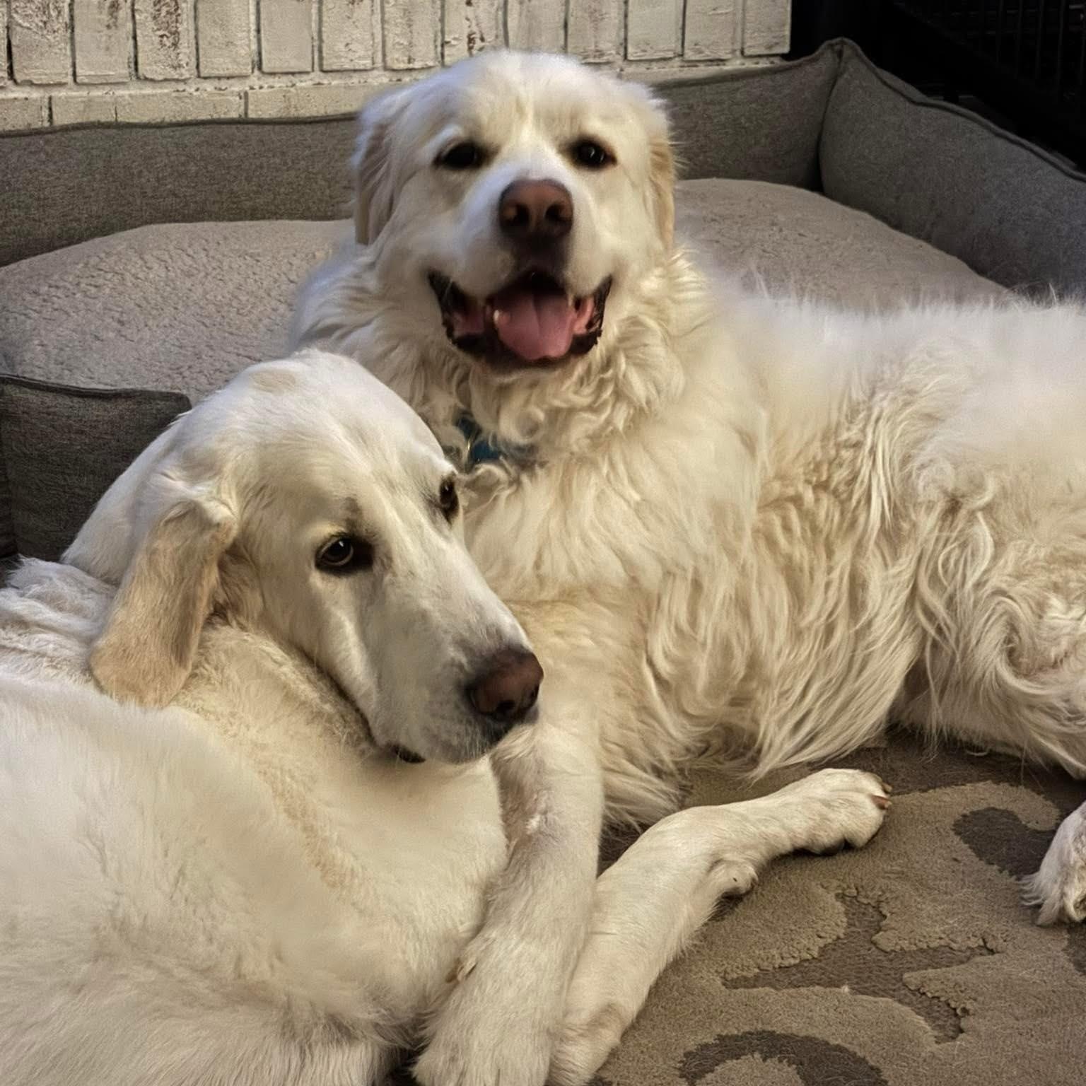 Luna T, a Adoptable mixed breed in Atlanta, GA image 3/6