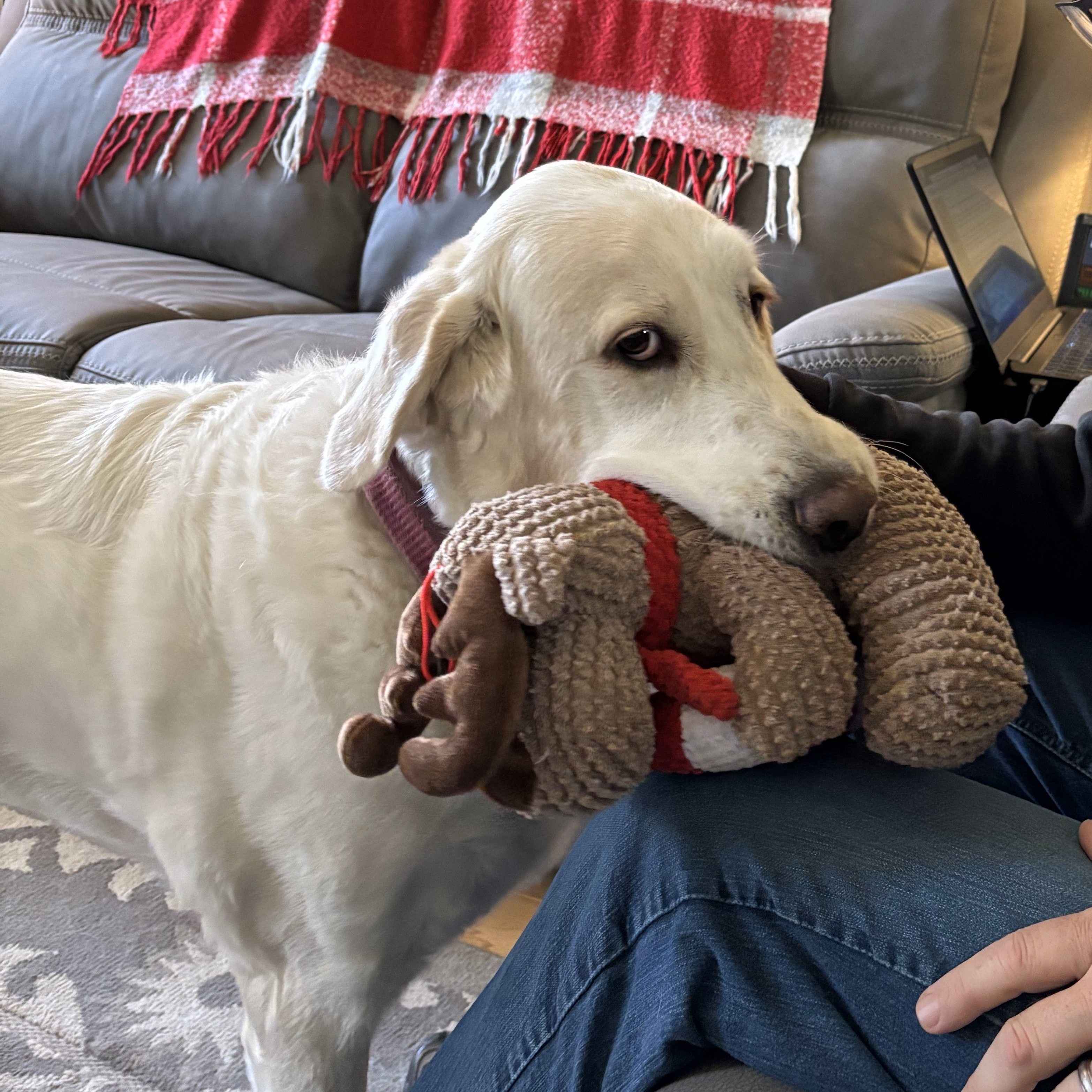 Luna T, a Adoptable mixed breed in Atlanta, GA image 5/6