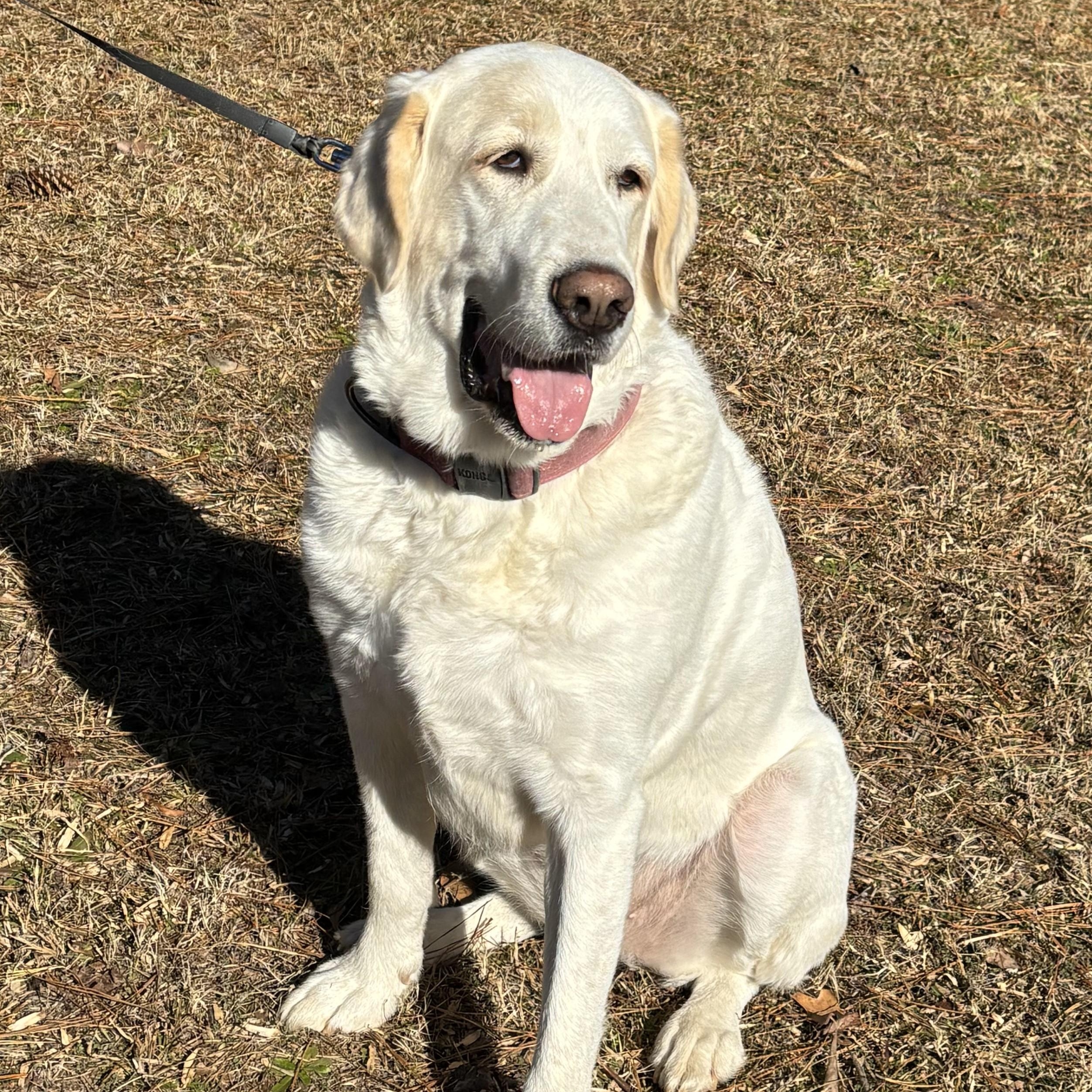 Luna T, a Adoptable mixed breed in Atlanta, GA image 1/6