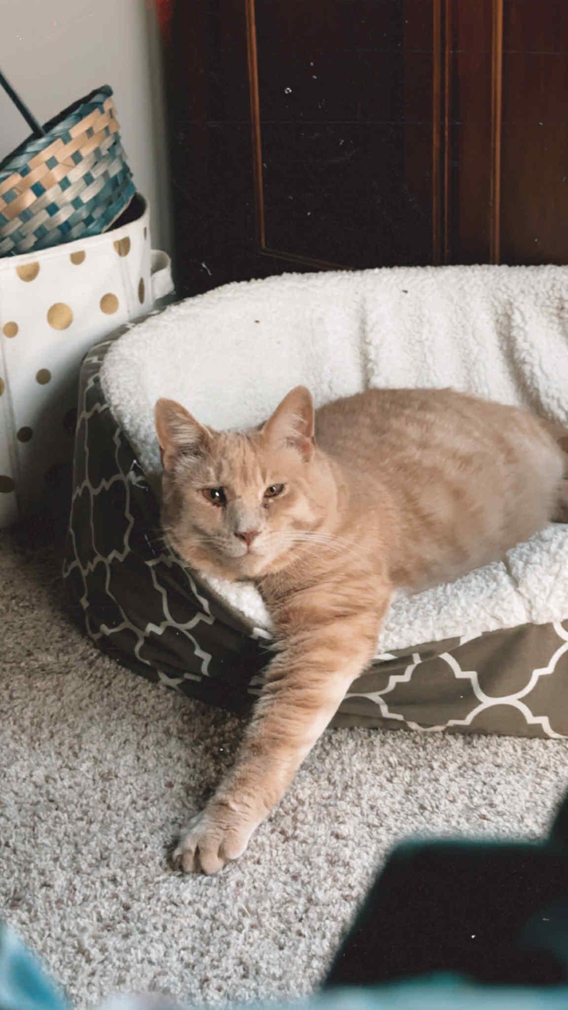 Mr. Buddy
