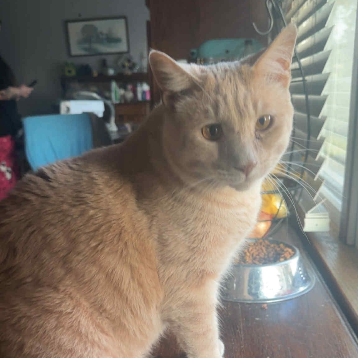 Mr. Buddy photo 2