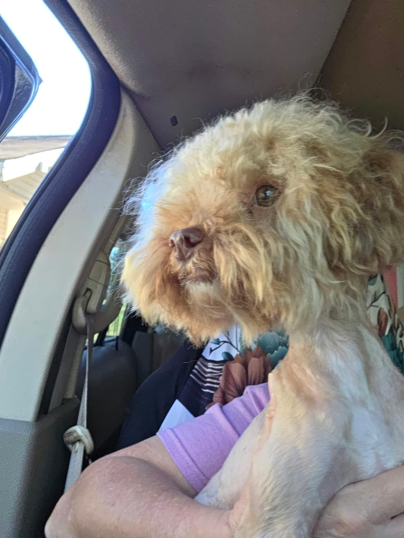 Enlarge Teddy, a Adoptable mixed breed in Eatontown, NJ image 1/3