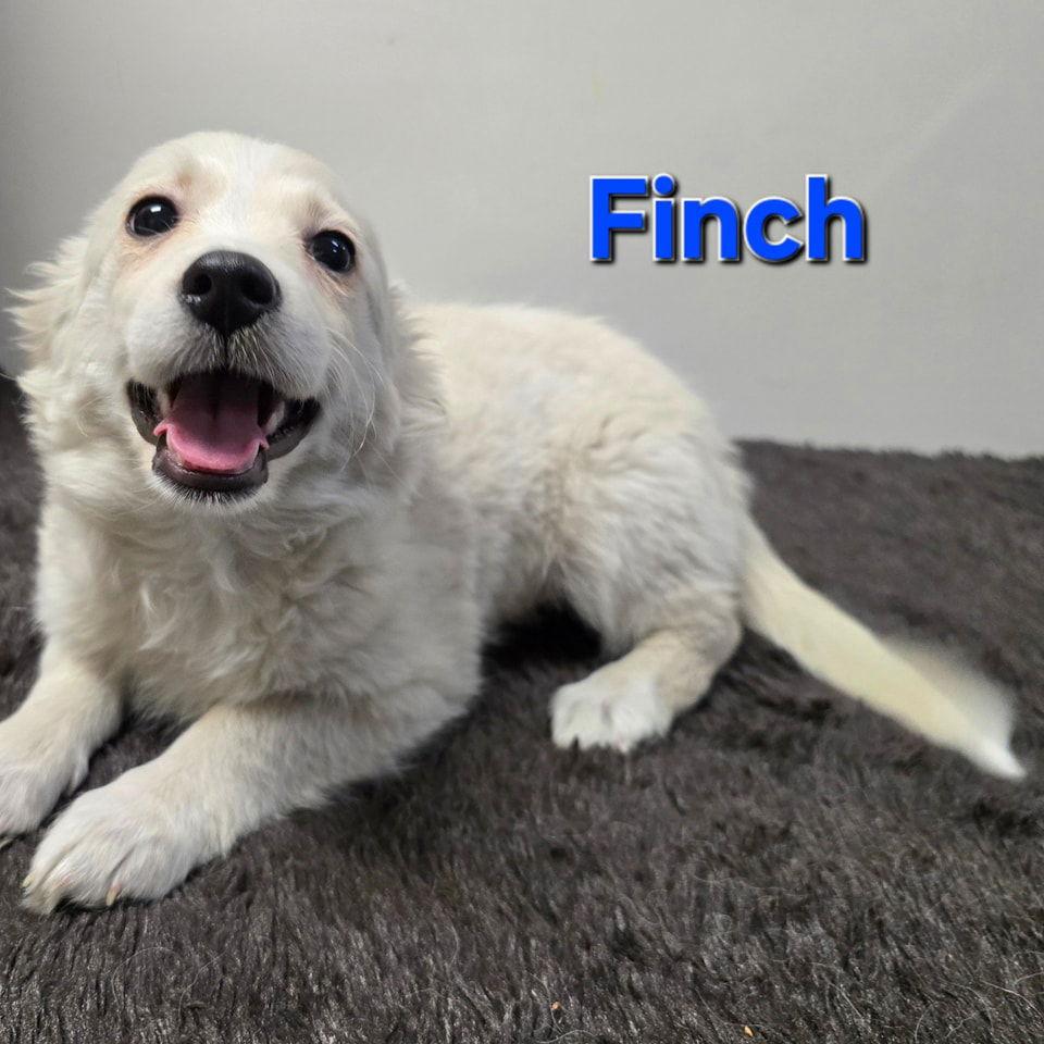 Finch, Adopted, Puppy Male Spaniel.