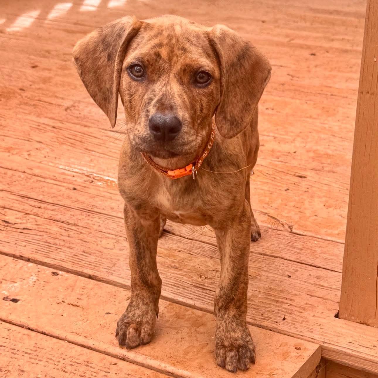 Enlarge Weston, a ADOPTABLE mixed breed in Salem, NH image 5/6