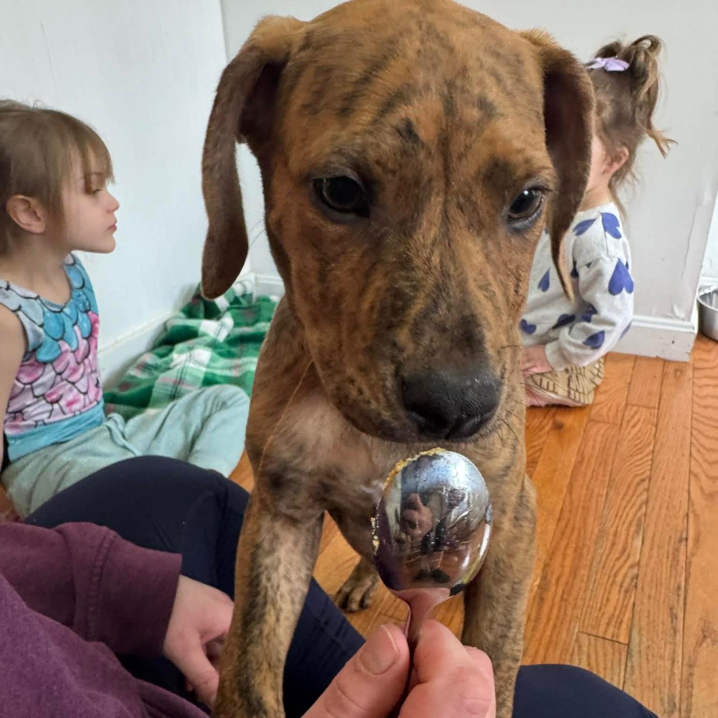 Enlarge Weston, a ADOPTABLE mixed breed in Salem, NH image 4/6