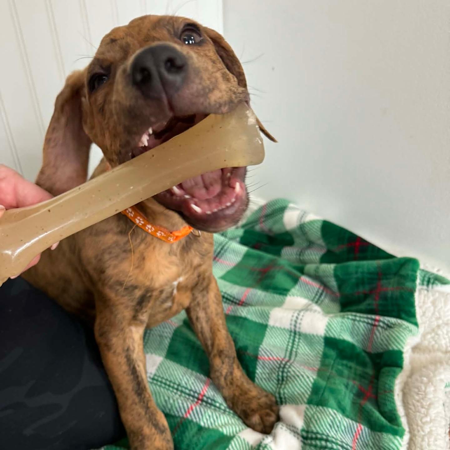 Weston, ADOPTABLE, Puppy Male Hound & American Staffordshire Terrier.