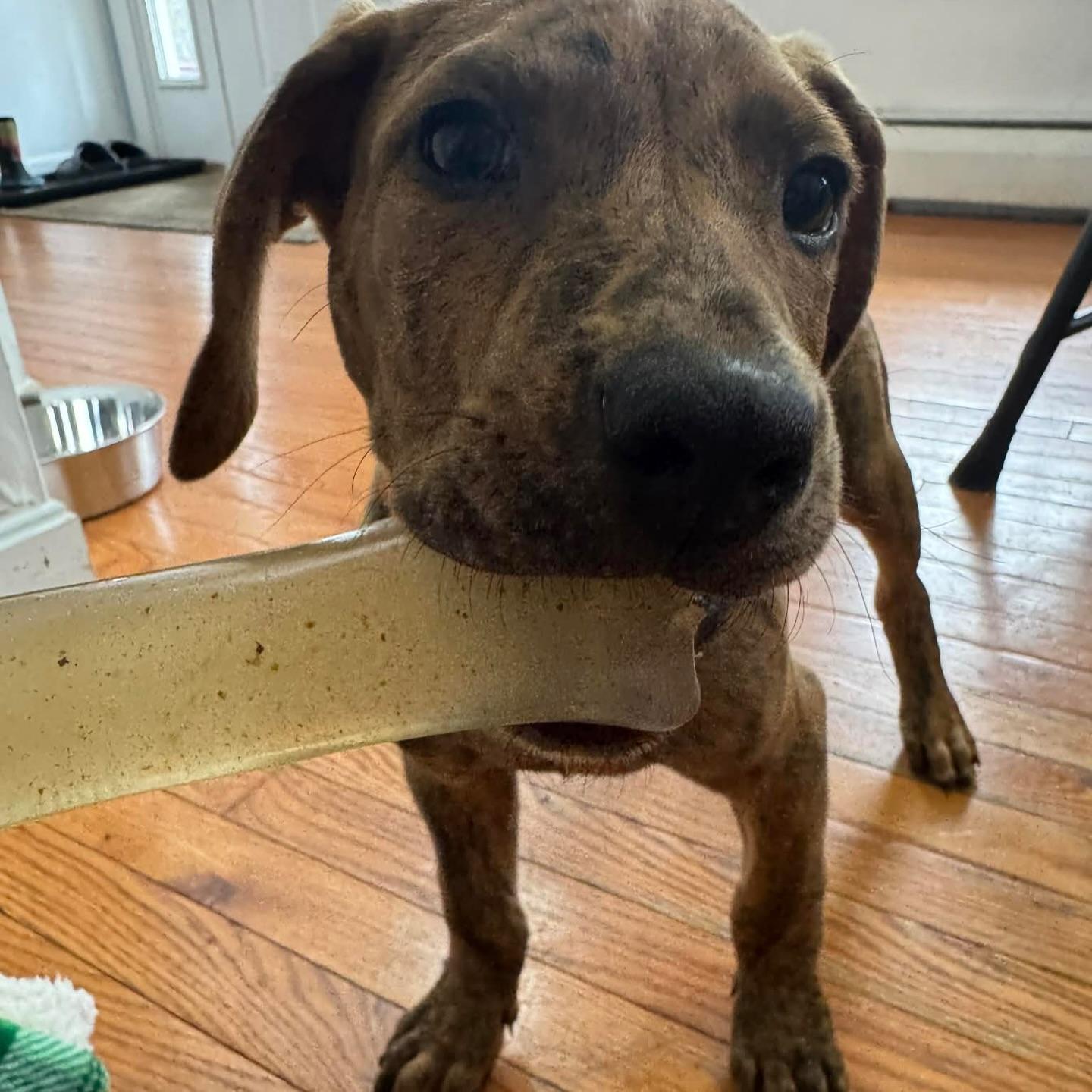 Enlarge Weston, a ADOPTABLE mixed breed in Salem, NH image 2/6