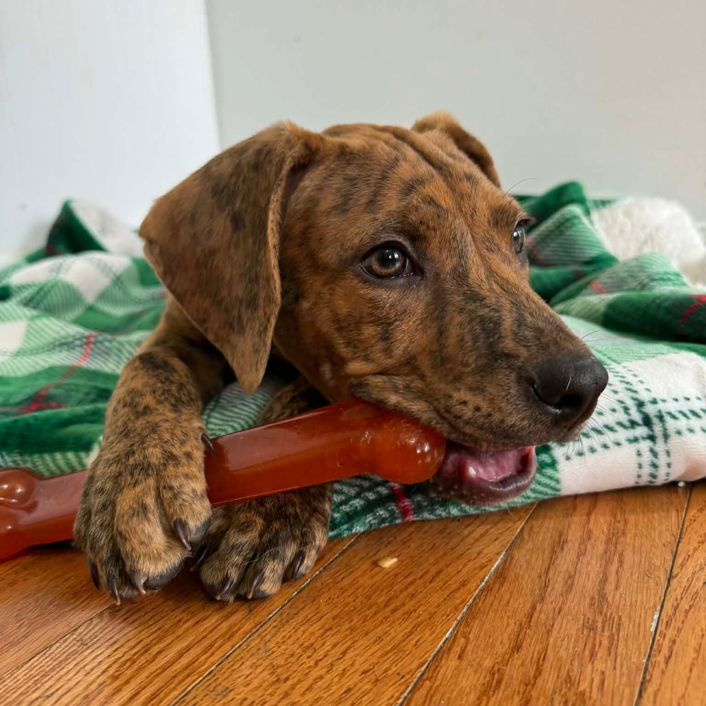 Enlarge Weston, a ADOPTABLE mixed breed in Salem, NH image 3/6