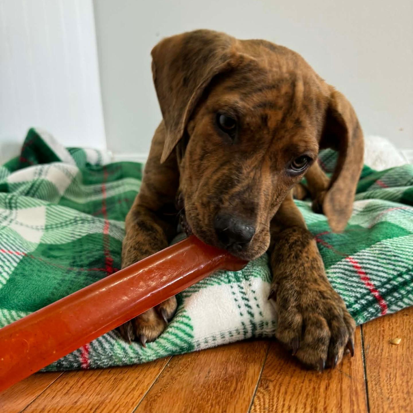 Enlarge Weston, a ADOPTABLE mixed breed in Salem, NH image 6/6