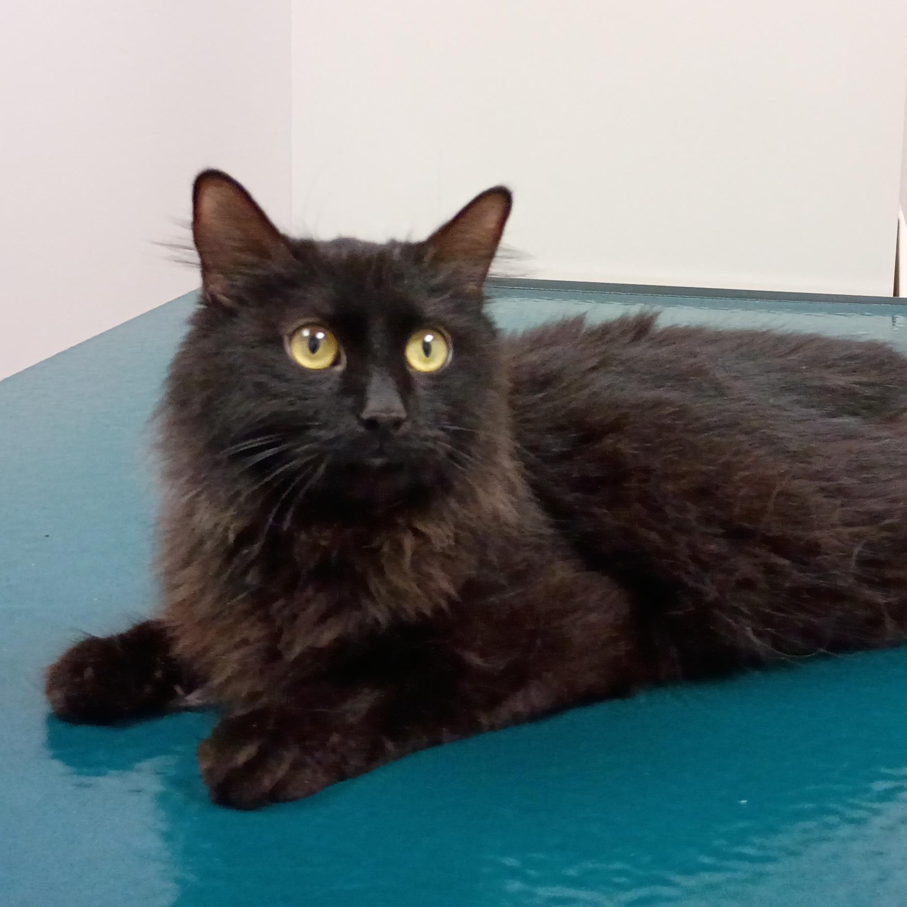 Barbie, a ADOPTABLE Domestic Long Hair in Oswego, NY image 2/2
